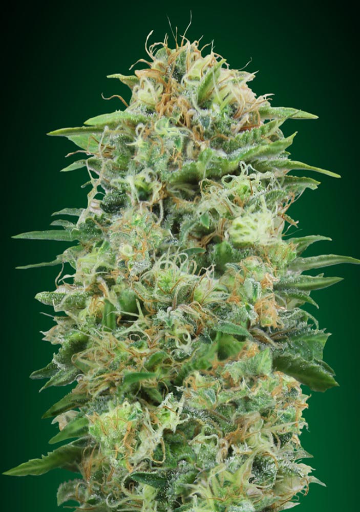 White Widow CBD Fotoperíodo