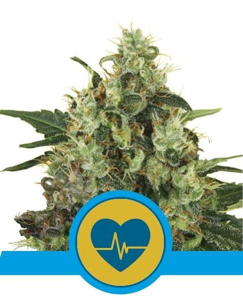 Medical Mass – CBD Fot.Feminizada – Royal Queen Seeds