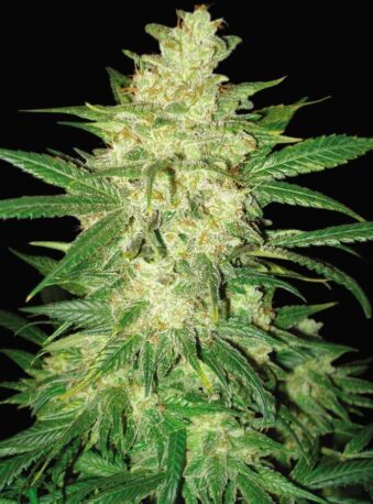 COLOMBIAN GOLD RYDER – Auto