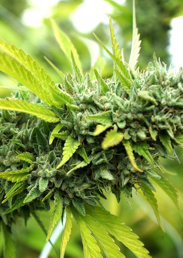 Mango OG – Auto – Humboldt Seeds