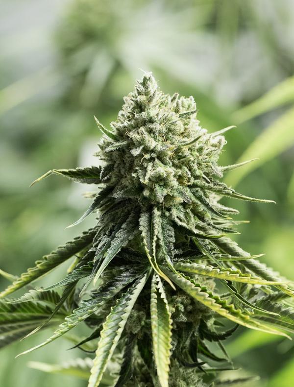 CRITICAL LEMON “Critical X Lemon X White Widow” Fotoperíodo – LatitudSurSeeds