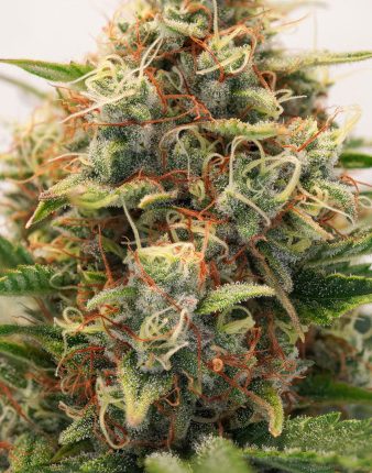 Mac #1® – Dutch Passion – Auto