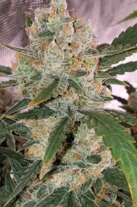 Chemdawg – Auto